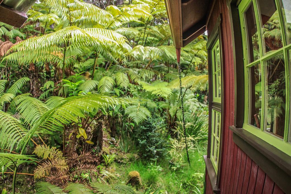 Ferny Hollow: Romantic Rainforest Cottage Volcano Luaran gambar